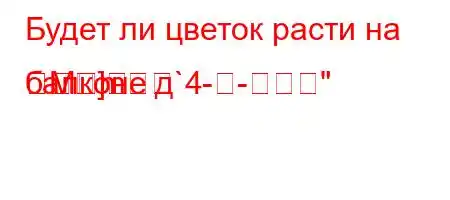 Будет ли цветок расти на балконе д`4--